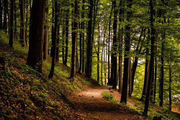 Forest walk road Pedestrian path leading to beautiful spring landscape, Banja Vrucica, Teslich , Teslic