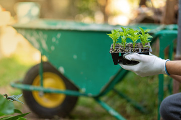 Hands in garden gloves hold set of pots with pepper seedlings for planting plants in the spring....