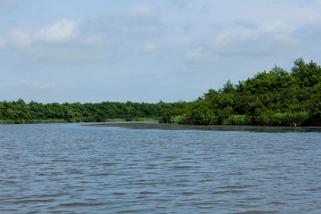 Panorama, wild view of Churia river in the swamps of Kolkheti National Park. A lot of reeds. Summer, green landscape Georgia country.