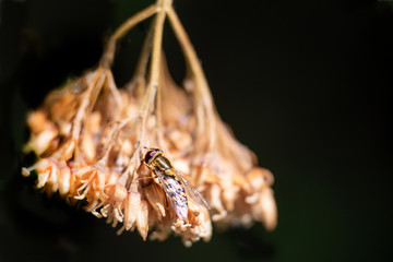 Hoverfly on leaf. One Episyrphus balteatus (marmalade hoverfly) in Lausanne, Switzerland.