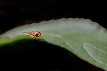 Hoverfly on leaf. One Episyrphus balteatus (marmalade hoverfly) in Lausanne, Switzerland.