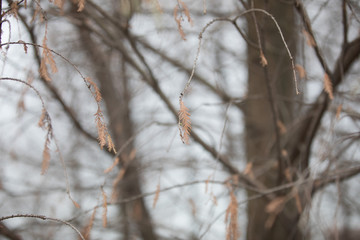 branches of a tree