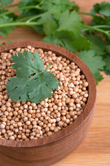 Coriander seeds, fresh coriander.Coriander seeds and leaves on a wooden background
