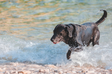 black wet labrador dog at rocky sea beach