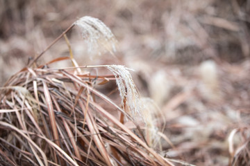 dry grass on the ground