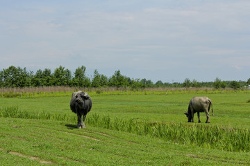 Black bulls in the fields. Caucasus. Bulls in Mingrelia region, Georgia country.