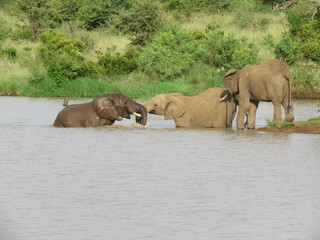 Obraz premium African Elephant 