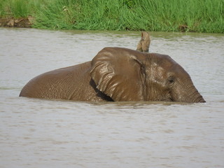 African Elephant 