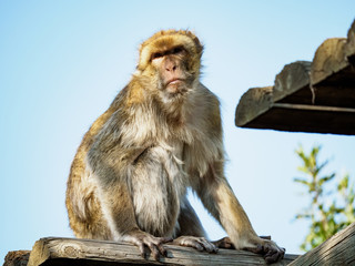 Sitting Ape