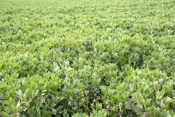 long rows of young green planted beans, flowering beds, field, agricultural concept, growing crop,...