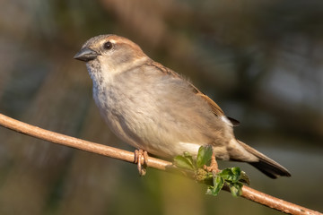 Portrait of House sparrow perched in germany