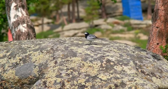 Genus of songbirds. A white wagtail on a rock in a shallow river in early spring in Germany. The motacilla alba is a small passerine bird and kills flies and mosquitoes.