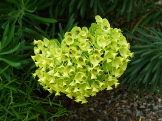 Euphorbia characias (Mediterranean spurge or Albanian spurge) is a species of flowering plant in...