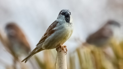 Portrait of House sparrow perched in germany