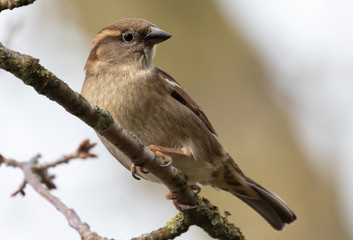 Portrait of House sparrow perched in germany