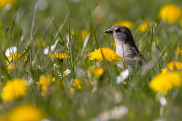 Portrait of House sparrow perched in grass in germany