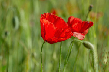 Red poppy