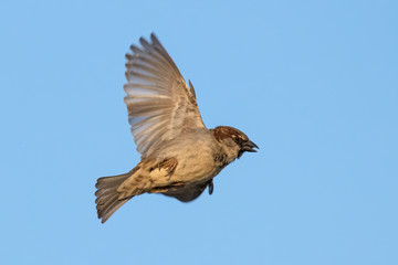 Portrait of male House sparrow flying over blue sky in germany