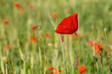 Wild red poppies
