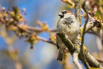 Obraz premium Portrait of male House sparrow with food in beak perched in germany
