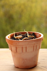 sprouted seeds of the pumpkin family vegetables: cucumbers, zucchini, pumpkins lie on a moist layer of earth in a ceramic pot