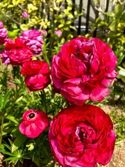 Beautiful red flowers in Japan.