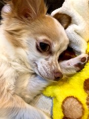 chihuahua dog in home.