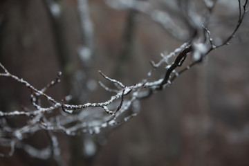 frost on branches