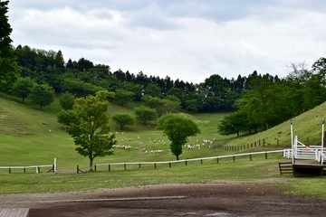 Fototapeta premium The view of Japanese farm. Grass and sheep.