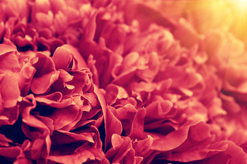 Flower and beautiful petals.