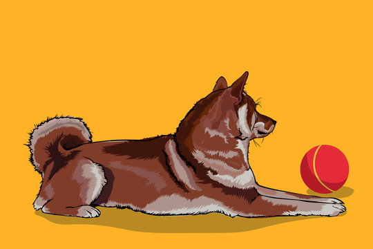 Red Dog Sits Next To The Red Ball