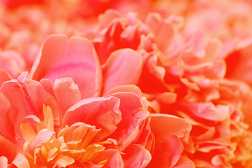 Beautiful flower background