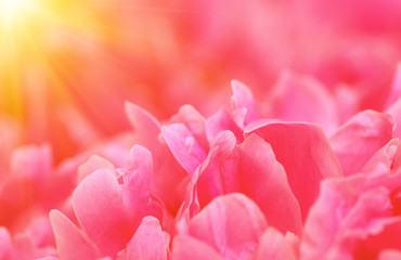 Beautiful flower background