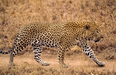 Fototapeta na wymiar African leopard in South African game reserve