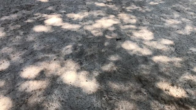 Shadows and the shade of leaves on the branch tree on empty cement floor,abstract background.Feeling summer glare light.