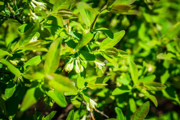 Fototapeta na wymiar Blooming honeysuckle branch with new green leaves. Selective focus. Shallow depth of field.
