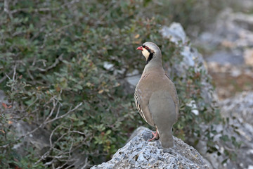 Chukar partridge (Alectoris chukar), Greece