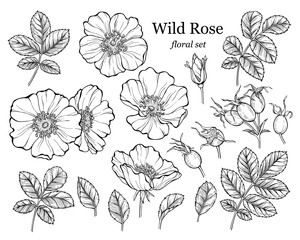 Wild rose flower set, line art drawing. Outline floral design elements isolated on white background, vector illustration - obrazy, fototapety, plakaty