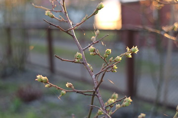 spider web on blueberry branches