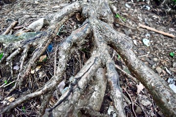 Roots of tree in Japanese forest.