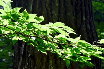 Leaves in the sunlight.