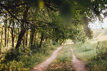 Fototapeta na wymiar Country road running under the trees. Summertime