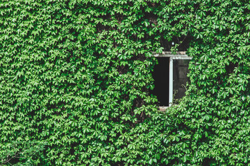 window on wall with leaves