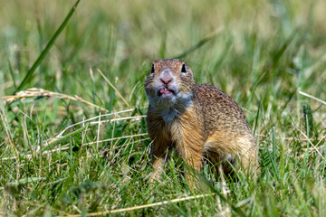 Susliks on a hungarian meadow