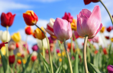 Obraz premium Colorful Tulips 