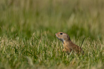 Susliks on a hungarian meadow