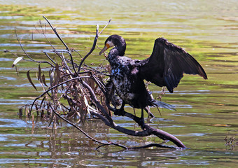 A great cormorant (Phalacrocorax carbo) riding a fallen branch in the middle of a lake