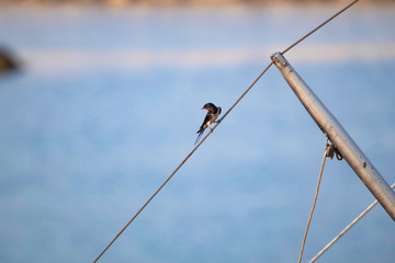 A barn swallow (Hirundo rustica) perched like a seaman on the mast rigging of a boat