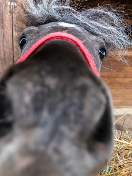 A close-up of a curious horse's nose.