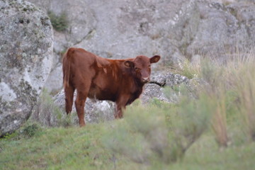 Cow posing on the grass land